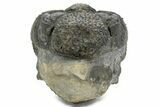 Curled Drotops Trilobite - Excellent Eye Facets #363267-2